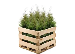 Lebensbaum Thuja Occidentalis Brabant Heckenpflanze 160-180Cm