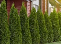 Lebensbaum Thuja Occidentalis Smaragd Heckenpflanze 140-160Cm