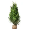 Lebensbaum Thuja Occidentalis Brabant Heckenpflanze 140-160Cm