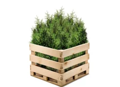 Lebensbaum Thuja Occidentalis Brabant Heckenpflanze 140-160Cm