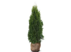 Lebensbaum Thuja Occidentalis Smaragd Heckenpflanze 120-140Cm