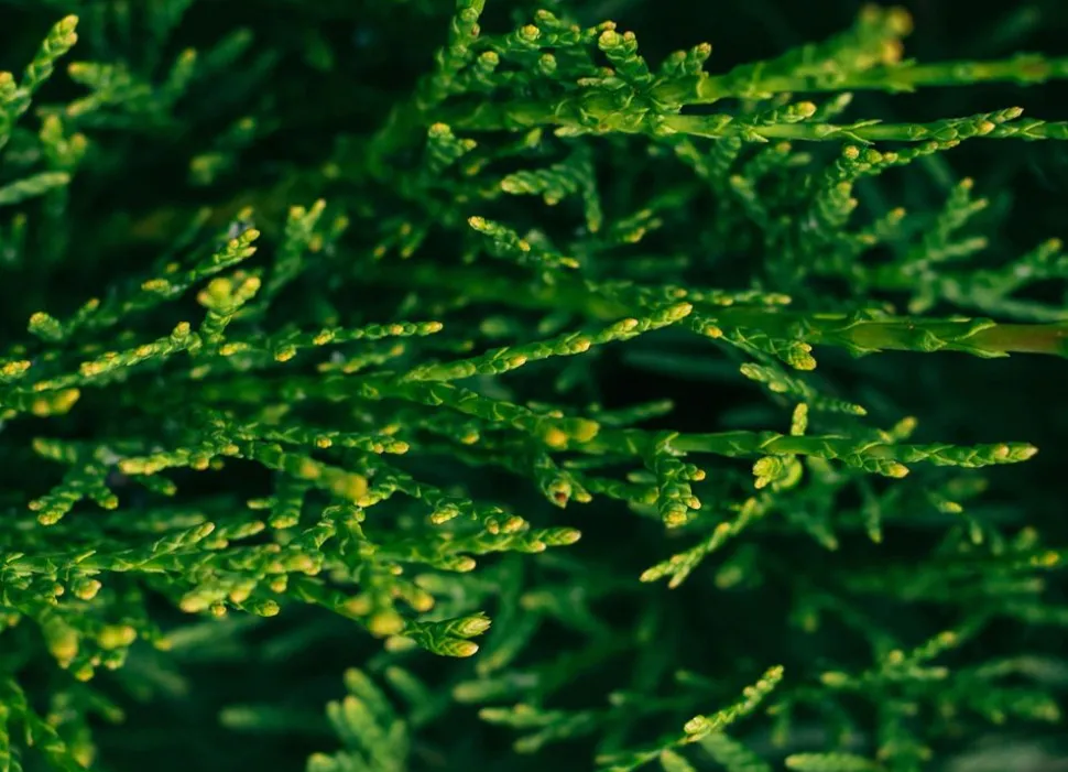 Lebensbaum Thuja Occidentalis Smaragd Heckenpflanze 120-140Cm