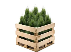 Lebensbaum Thuja Occidentalis Smaragd Heckenpflanze 120-140Cm