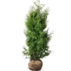 Lebensbaum Thuja Occidentalis Brabant Heckenpflanze 120-140Cm