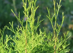 Lebensbaum Thuja Occidentalis Brabant Heckenpflanze 120-140Cm