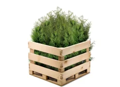 Lebensbaum Thuja Occidentalis Brabant Heckenpflanze 120-140Cm