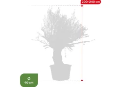 Olivenbaum Olea Europea Bonsai 200-240Cm