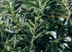 Olivenbaum Olea Europea Bonsai 200-240Cm