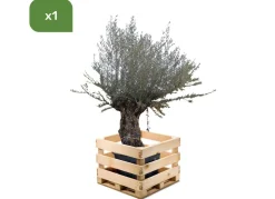 Olivenbaum Olea Europea Bonsai 200-240Cm