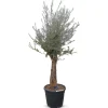 Olivenbaum Olea Europea Old Skin 200-240Cm