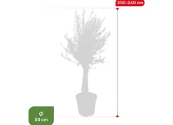 Olivenbaum Olea Europea Old Skin 200-240Cm