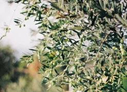 Olivenbaum Olea Europea Old Skin 200-240Cm