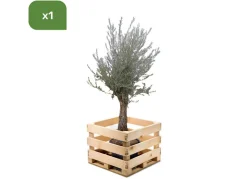 Olivenbaum Olea Europea Old Skin 200-240Cm
