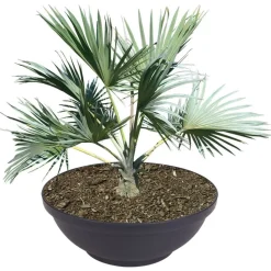 Pflanzschale Misa 65X24Cm Anthrazit