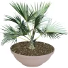 Pflanzschale Misa 65X24Cm Taupe