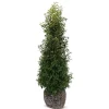 Portugiesische Lorbeerkirsche Prunus Lusitanica Angustifolia Heckenpflanze 200-225Cm