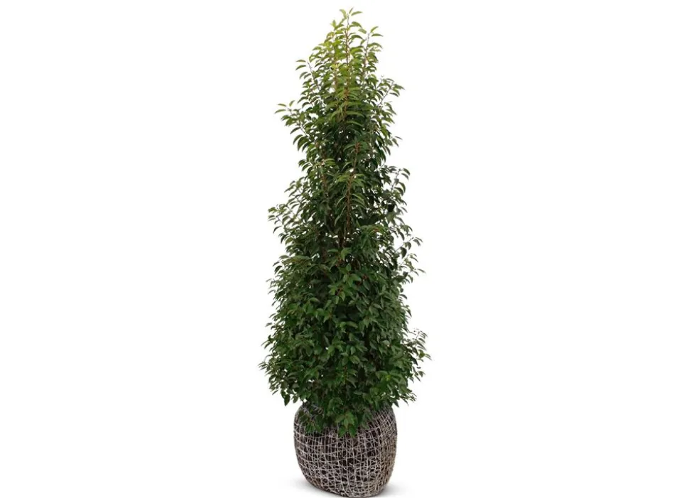Portugiesische Lorbeerkirsche Prunus Lusitanica Angustifolia Heckenpflanze 200-225Cm