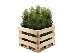 Portugiesische Lorbeerkirsche Prunus Lusitanica Angustifolia Heckenpflanze 200-225Cm