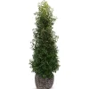 Portugiesische Lorbeerkirsche Prunus Lusitanica Angustifolia Heckenpflanze 175-200Cm