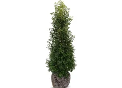 Portugiesische Lorbeerkirsche Prunus Lusitanica Angustifolia Heckenpflanze 175-200Cm