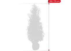 Portugiesische Lorbeerkirsche Prunus Lusitanica Angustifolia Heckenpflanze 150-175Cm