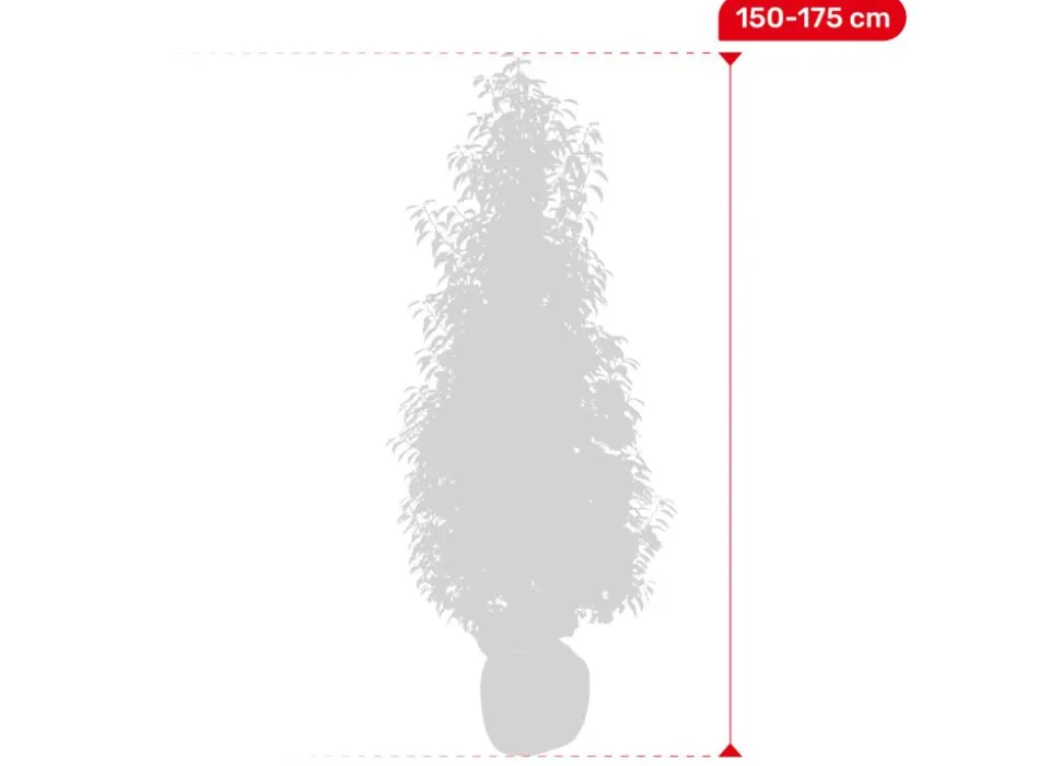 Portugiesische Lorbeerkirsche Prunus Lusitanica Angustifolia Heckenpflanze 150-175Cm