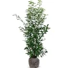 Portugiesische Lorbeerkirsche Prunus Lusitanica Angustifolia Heckenpflanze 125-150Cm