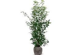 Portugiesische Lorbeerkirsche Prunus Lusitanica Angustifolia Heckenpflanze 125-150Cm