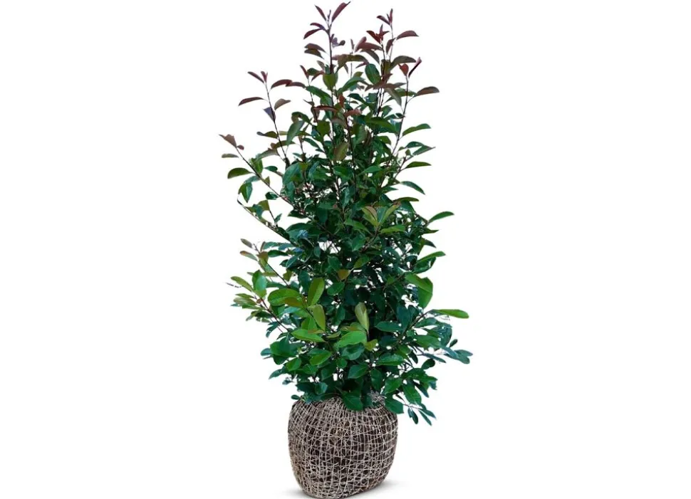 Rote Glanzmispel Photinia Fraseri Red Robin Heckenpflanze 175-200Cm