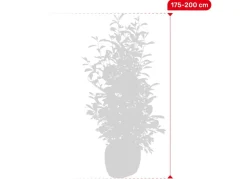 Rote Glanzmispel Photinia Fraseri Red Robin Heckenpflanze 175-200Cm