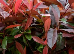 Rote Glanzmispel Photinia Fraseri Red Robin Heckenpflanze 175-200Cm