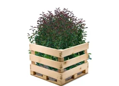 Rote Glanzmispel Photinia Fraseri Red Robin Heckenpflanze 175-200Cm