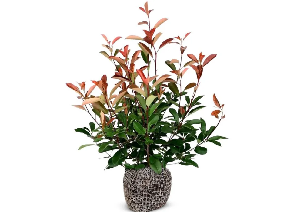 Rote Glanzmispel Photinia Fraseri Red Robin Heckenpflanze 150-175Cm