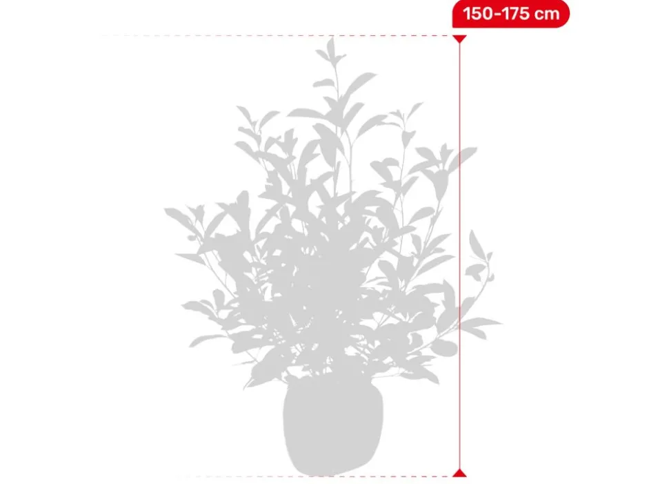 Rote Glanzmispel Photinia Fraseri Red Robin Heckenpflanze 150-175Cm