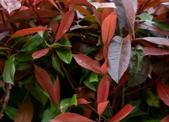 Rote Glanzmispel Photinia Fraseri Red Robin Heckenpflanze 150-175Cm