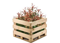 Rote Glanzmispel Photinia Fraseri Red Robin Heckenpflanze 150-175Cm