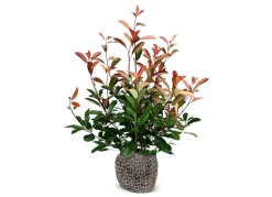 Rote Glanzmispel Photinia Fraseri Red Robin Heckenpflanze 125-150Cm