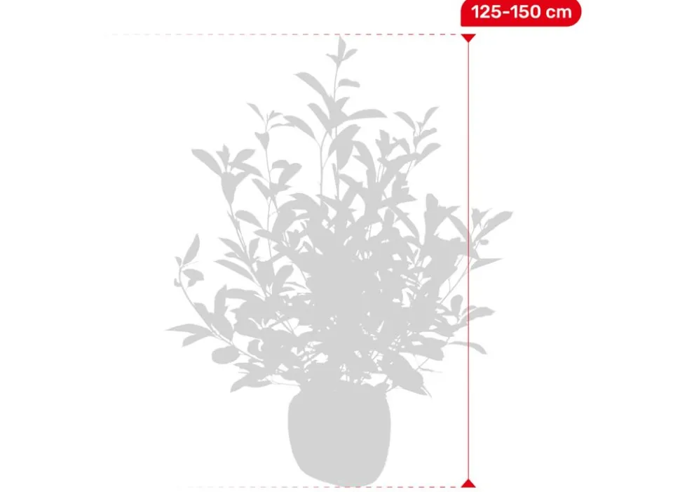 Rote Glanzmispel Photinia Fraseri Red Robin Heckenpflanze 125-150Cm