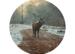 Rundes Wandbild Aus Mdf 58Cm Hirsch Im Wald