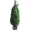 Scheinzypresse Heckenpflanze Chamaecyparis Lawsoniana Columnaris 180-200Cm