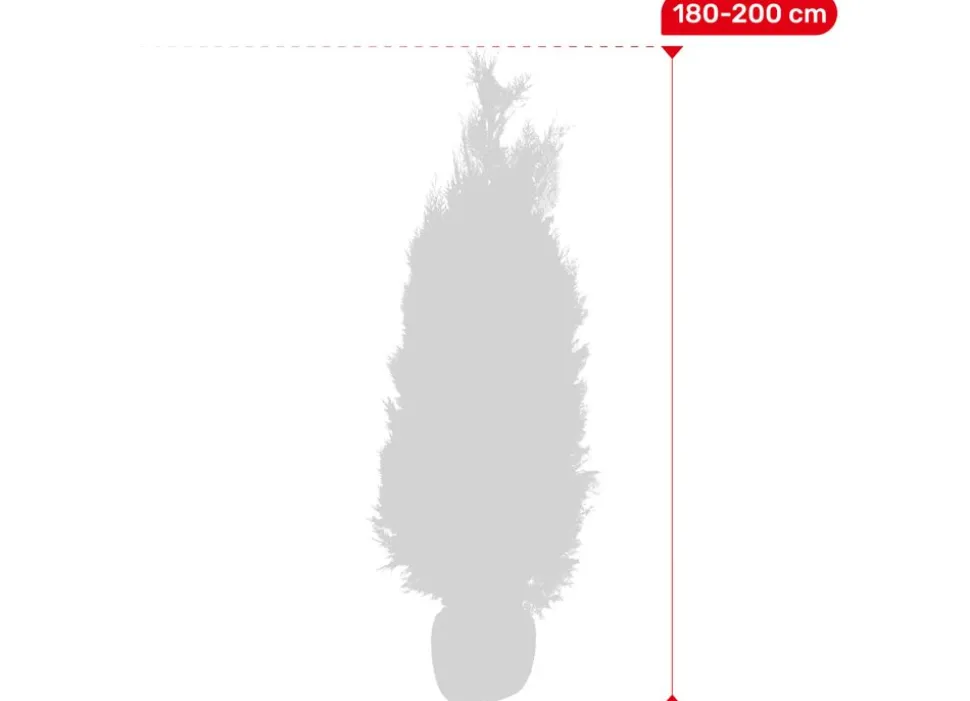 Scheinzypresse Heckenpflanze Chamaecyparis Lawsoniana Columnaris 180-200Cm