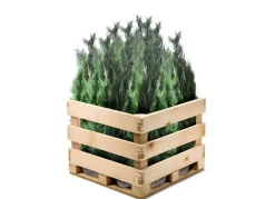 Scheinzypresse Heckenpflanze Chamaecyparis Lawsoniana Columnaris 180-200Cm