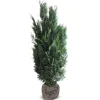 Scheinzypresse Heckenpflanze Chamaecyparis Lawsoniana Columnaris 160-180Cm