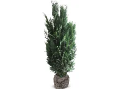 Scheinzypresse Heckenpflanze Chamaecyparis Lawsoniana Columnaris 160-180Cm