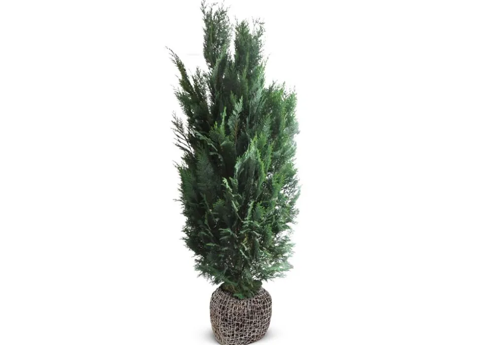 Scheinzypresse Heckenpflanze Chamaecyparis Lawsoniana Columnaris 160-180Cm