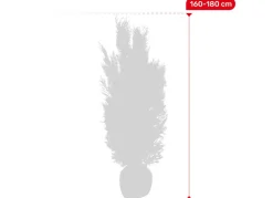 Scheinzypresse Heckenpflanze Chamaecyparis Lawsoniana Columnaris 160-180Cm