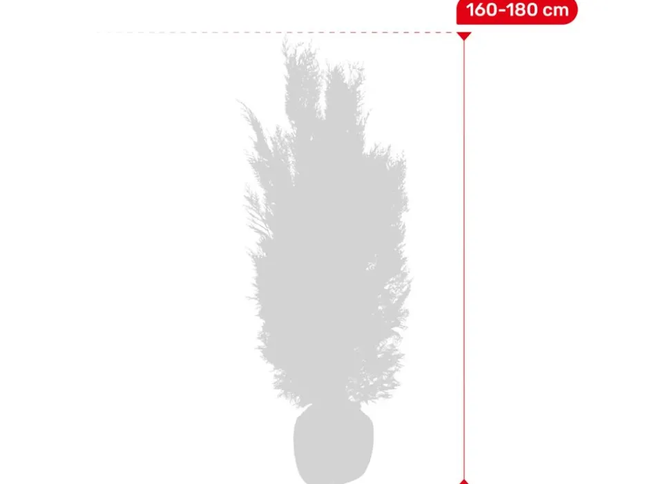 Scheinzypresse Heckenpflanze Chamaecyparis Lawsoniana Columnaris 160-180Cm