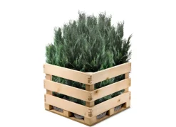 Scheinzypresse Heckenpflanze Chamaecyparis Lawsoniana Columnaris 160-180Cm
