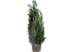 Scheinzypresse Heckenpflanze Chamaecyparis Lawsoniana Columnaris 140-160Cm