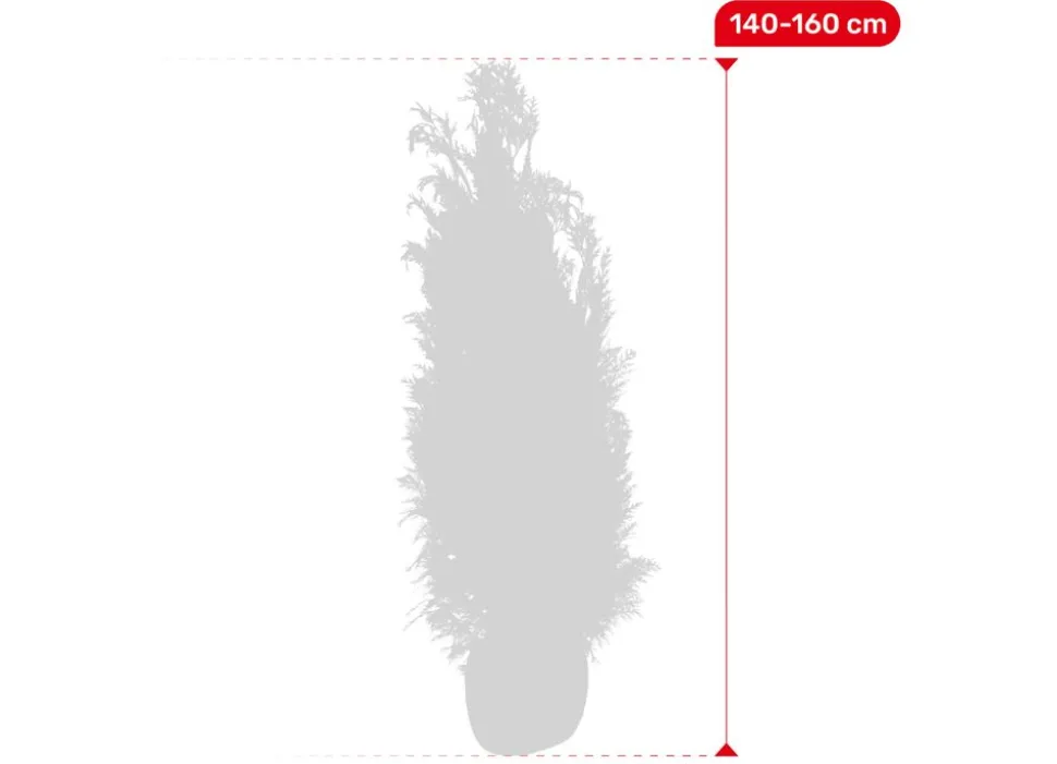 Scheinzypresse Heckenpflanze Chamaecyparis Lawsoniana Columnaris 140-160Cm
